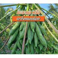 ราคา เมล็ดพันธุ์มะละกอพันธุ์ครั่งพร้อมคู่มือเพาะปลูก ปลูกไว้คู่ครัวเหมาะทำส้มตำและกินสดซอง50เมล็ด (17870960387)