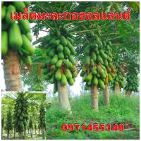 ราคา เมล็ดมะละกอฮอลแลนด์100 120 เมล็ด โปรซื้อ 5ซองแถม 1ซอง (12482661621)