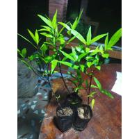 ราคา กระดูกไก่ดำ กระดูกไก่ดำ สมุนไพร ในถุงชำ รากเดินพร้อมปลูก (20967909642)