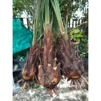 ราคา เป้ง 1หัว รอบหัว20 25cm ตระกูลเดียวกับอินทผาลัม ปาล์ม ปรง ขายหัวไม่มีใบ ต้นเป้ง หมากเป้ง เป้งนา เป้งเขา เป้งทะเล ปรง (19325578004)