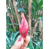 ราคา ว่านหอมแดง ชุด10หัว ใช้ประดับเป็นไม้มงคลและทำยา ว่านข้าวแผ่ ว่านชู้ข้าว (21461668690)