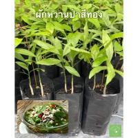 ราคา พร้อมส่ง ผักหวานป่าสีทอง แบบเพาะเมล็ด ใน 1 ถุงมี 2 3 ต้น มีต้นพี่เลี้ยง แข็งแรง พร้อมปลูก นำมาแกงอร่อยมาก (18110192346)