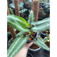 ราคา ต้นกวักพระพรหม ไม้มงคล (12174205962)