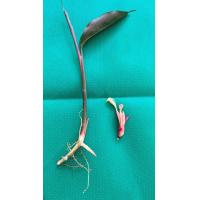 ราคา ว่านดอกทองเขมร 1แถม1 ต้นแถมดอก ว่านราคะ ว่านมหาเสน่ห์ ว่านดอกทอง ดอกทองแท้ ว่านรากราคะ (24386789447)