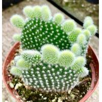 ราคา แคคตัส หูกระต่าย จัดส่งทั้งกระถาง (21499079309)