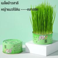 ราคา Aikenn หญ้าแมว ออร์แกนิค ข้าวสาลีแมว ต้นข้าวสาลีแมว หญ้าแมวพร้อมทาน ชุดปลูกต้นอ่อนข้าวสาลี ช่วยล้างกระเพาะแมว (23585289245)