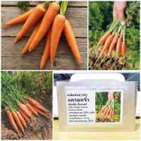 ราคา เมล็ดพันธุ์ แครอทจิ๋ว แครอทเบบี้ Little Fingers Carrot Seed 2000 เมล็ด คุณภาพดี ราคาถูก ของแท้ (5584944367)