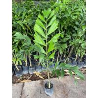 ราคา ต้นปาล์มหางกระรอก foxtail Palm ผลทานได้ ปลูกง่ายโตไว สูง 60 80cm (24399927437)