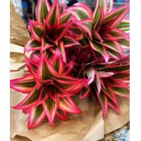 ราคา สับปะรดสี สีชมพู กระถาง 3 นิ้วต้นไม้มงคลจิ๋วน่ารัก ต้นไม้ฟอกอากาศ (21513765828)