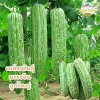 ราคา เมล็ดพันธุ์ มะระจีนลูกใหญ่ คัดพิเศษ 5 เมล็ด 10 เมล็ด อัตราการงอกสูก ลูกดก ลูกใหญ่ (24162060093)