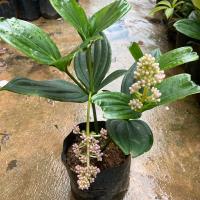 ราคา ต้นไข่มุกอันดามัน (5334408500)