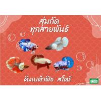 ราคา สุ่มสวยงาม คาเทล หม้อ ฮาฟมูล กัดไทย สุดคุ้ม ทุก10ออเดอร์ แถม1 อาหารปลากัด สุ่มกัด ทุกสายพันธุ์ (23436781209)