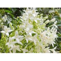 ราคา ปีบ ต้นปีบ ดอกปีบ ปีบขาว ต้นปีบขาว ดอกปีบขาว ดอกหอม ดอกดก (17556128294)