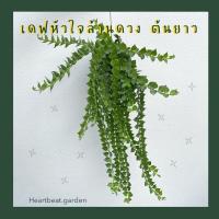 ราคา เดฟหัวใจล้านดวงต้นใหญ่ พร้อมส่ง แถมลวดแขวนฟรี กระถาง 2 5 นิ้วฟรี (9987850371)