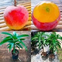 ราคา ต้นมะม่วงR2E2 อาร์ทูอีทู หรือ มะม่วงแอปเปิ้ล แบบเสียบยอด (17422485927)