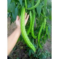 ราคา เมล็ดพันธุ์ถั่วพูยาวยักษ์ 20 เมล็ด (23814367781)