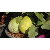 ราคา เมล็ดมะเขือเปราะยักษ์บรรจุ 60 80 เมล็ด เมล็ดพันธุ์ มะเขือยักษ์ พันธุ์หยกภูพาน Yok Poo Pan Giant Eggplant Seed (2131984211)