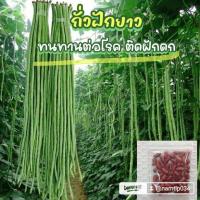 ราคา เมล็ดพันธุ์ถั่วฟักยาว60เมล็ด59 (24324461506)