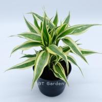 ราคา ต้นไผ่กวนอิมเงิน ไผ่กวนอิมทอง ต้นไม้มงคล ต้นไม้ประดับ (17483365683)