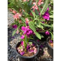 ราคา ต้นเทียน ดอกเทียน ต้นเทียนดอกซ้อน ดอกเทียนซ้อน ดอกใหญ่ ดอกดก สีสด ขนาดกระถาง 6 นิ้ว (17462864272)