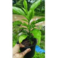 ราคา ต้นอังกาบหนู สมุนไพรต้านมะเร็ง กระถาง 5 นิ้ว (22786968752)