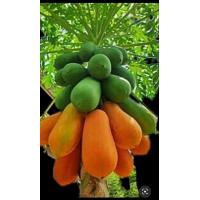 ราคา เมล็ดพันธุ์ มะละกอฮอลแลนด์ 100 เมล็ด (24405749030)