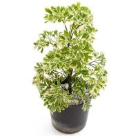 ราคา เล็บครุฑแคระด่าง Ming Aralia ไม้พุ่มเตี้ย ทรงสวย ใบด่างสวยยย กระถาง6นิ้ว (10469043514)