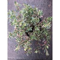 ราคา ต้นคุณนายเรียกทรัพย์ด่าง คุณนายตื่นสายด่าง กระถาง 6 นิ้ว (20918577668)