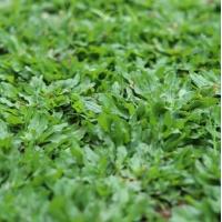 ราคา 1000 เมล็ด หญ้าสนาม สายพันธุ์ หญ้าไทเป หญ้าญี่ปุ่น หญ้านวลน้อย หญ้ามาเลเซีย หญ้าเบอร์มิวด้า (24469972752)