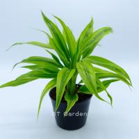 ราคา ต้นไผ่กวนอิมเงิน ไผ่กวนอิมทอง ต้นไม้มงคล ต้นไม้ประดับ (17483365684)