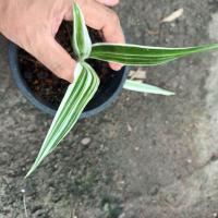 ราคา พลับพลึงด่างราคาถูก 59 (17029025179)