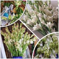 ราคา ซ่อนกลิ่นขาวดอกลา1ชุด10ต้นเล็ก (14340850152)