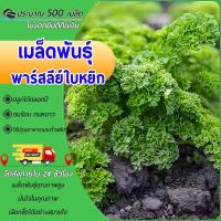 ราคา 500 เมล็ด เมล็ดพันธุ์พาร์สลีย์ใบหยิก เมล็ดพาร์สลีย์ อิตาเลี่ยน พาร์สลีย์ โตง่าย เพิ่มรสชาติหอม (24247070026)