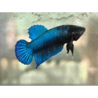 ราคา ปลากัดหม้อไทย สายกัด ชุด2ตัว (23425424418)