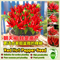 ราคา High Yield Red Hot Pepper Seeds 300เมล็ด ซอง พริกประดับ คละสี Small Chilli Pepper Seeds for Planting Vegetables Seeds เมล็ดพันธุ์ พริกจินดาแดง เมล็ดพันธุ์ พริกชี้ฟ้า พริก เมล็ดพันธุ์ เมล็ดพันธุ์ผัก พั