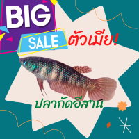 ราคา ปลากัดป่า 4 ภาค ปลากัดมหาชัย ปลากัดแก้มแดง ปลากัดใต้ สีสันสวยงาม (24652173434)