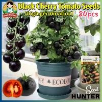 ราคา เมล็ดพันธุ์ มะเขือเทศ เชอรี่สีดำ มะเขือเทศเชอรี่ Black Cherry Tomato Seeds 80เมล็ด แพ็ค ของแท้100 ปลูกง่าย อัตรางอกสูง Fruit and Vegetable Seeds for Planting เมล็ดพันธุ์ผัก ผักออแกนิค ผักสวนครัว บอนไซ