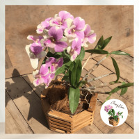 ราคา กระถางกล้วยไม้ 8 นิ้ว 1 ชิ้น พร้อมลวดแขวน กระถางต้นไม้ กระเช้ากล้วยไม้ กระถางเฟิร์นสไบนาง เฟิร์นสไบนาง ไม้สัก กระถางกลม กระถาง เฟิร์น (2020700581)