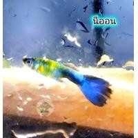 ราคา ปลาหางนกยูง นีออน อาหารปลา ตัวผู้ 1 ตัว (23407466794)