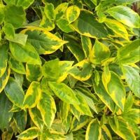 ราคา ต้นใบทอง 5แถม1 ด่างเหลืองสวยๆ ไม้มงคล ไม้ด่าง Caricature Plant Graptophyllum pictum ใบทอง ใบนาก (10651901832)