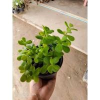 ราคา ใบเงินเล็ก คลาสซูล่า ต้นมันนี่มี ขนาด 2 3 4 นิ้ว (10025057689)