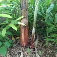 ราคา หน่อกล้วยนางพญา (12146622967)