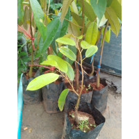 ราคา ต้นทุเรียนพันธุ์หนามดำ โอฉี่ ต้นเล็ก (22588520971)