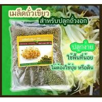 ราคา เมล็ดพันธุ์ถั่วเขียวผิวมัน สำหรับปลูกถ่วงอก เมล็ดพันธุ์เพาะถั่วงอก เมล็ดถั่วงอก บรรจุ500กรัม (10148607032)