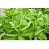 ราคา เมล็ดหญ้าหวาน แบ่งขาย ชุด 50 เมล็ด และ 100 เมล็ด Stevia 50 and 100 seed (22655360692)