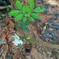 ราคา ต้นเนียงเบาหรือเนียง3ปี (21413783327)