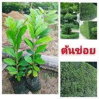 ราคา ต้นข่อยหรือ ข่อยดัด ต้นไม้นิยมปลูกทำรั้ว ใบเป็นสมุนไพรมีสรรพคุณทางยา ต้นกล้าเเข็งเเรงพร้อมปลูก สินค้าเสียหายยินดีเคลมฟรี (20299572199)