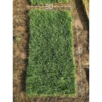 ราคา หญ้าพาสพาลัม หญ้าสดปูสนาม ถูกที่สุด (17871538150)