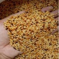 ราคา มิลเลตรวม ข้าวฟ่าง 1 กิโล อาหารนกเขาเล็ก นกหงส์หยก นกแก้วขนาดเล็กส่งไว (20087393936)