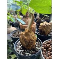 ราคา เฟิร์นลูกไก่ ว่านลูกไก่ทอง สุดฮิตตต เฟิร์นไก่ทอง ไม้มงคล ไม้ให้โชค Cibotium barometz J Smith ต้นไม้ตกแต่งบ้าน ไม้ในร่ม (19203188776)